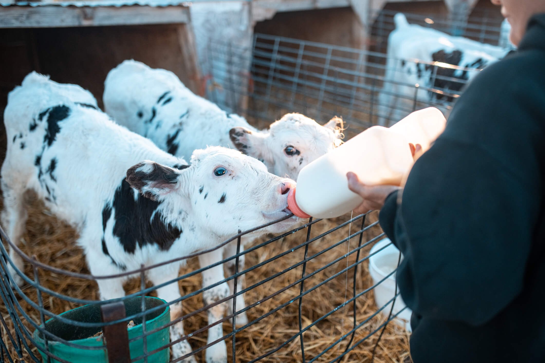 chauffe du lait pour les veaux